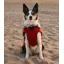 Dryrobe Dog Coat - Burnt Orange