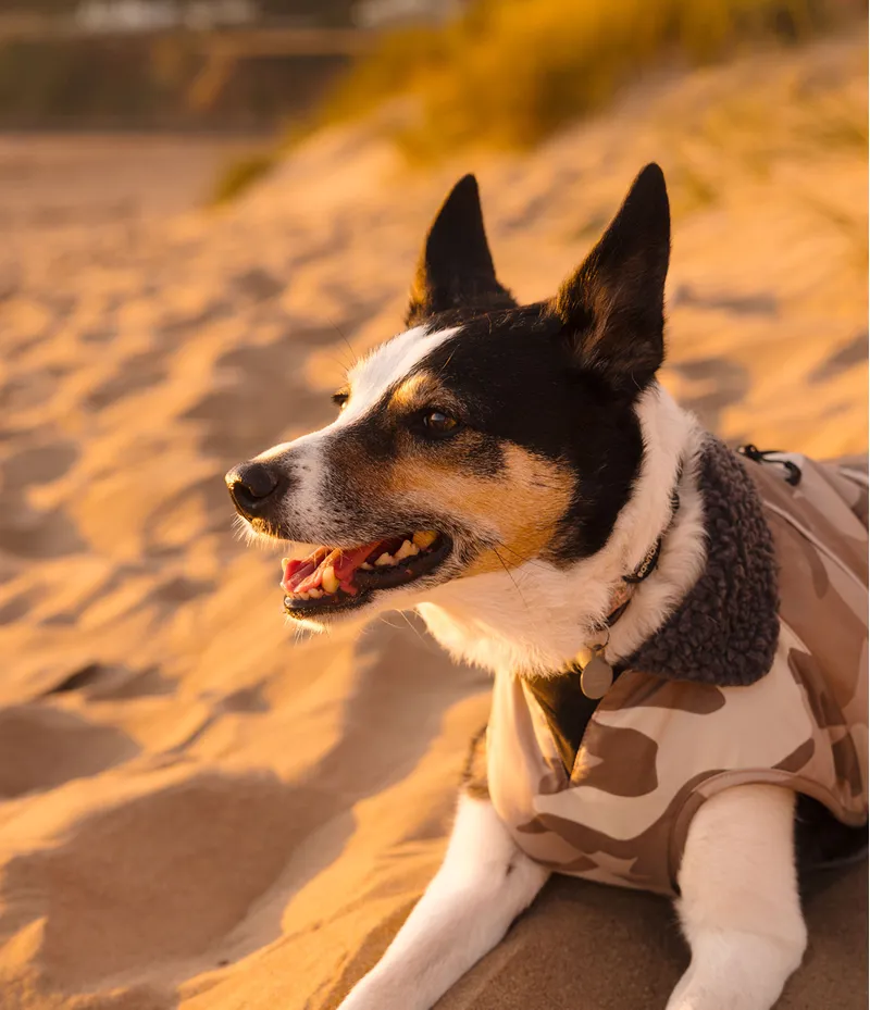 Dryrobe Dog Coat - Sand Camo-6