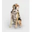 Dryrobe Dog Coat - Sand Camo