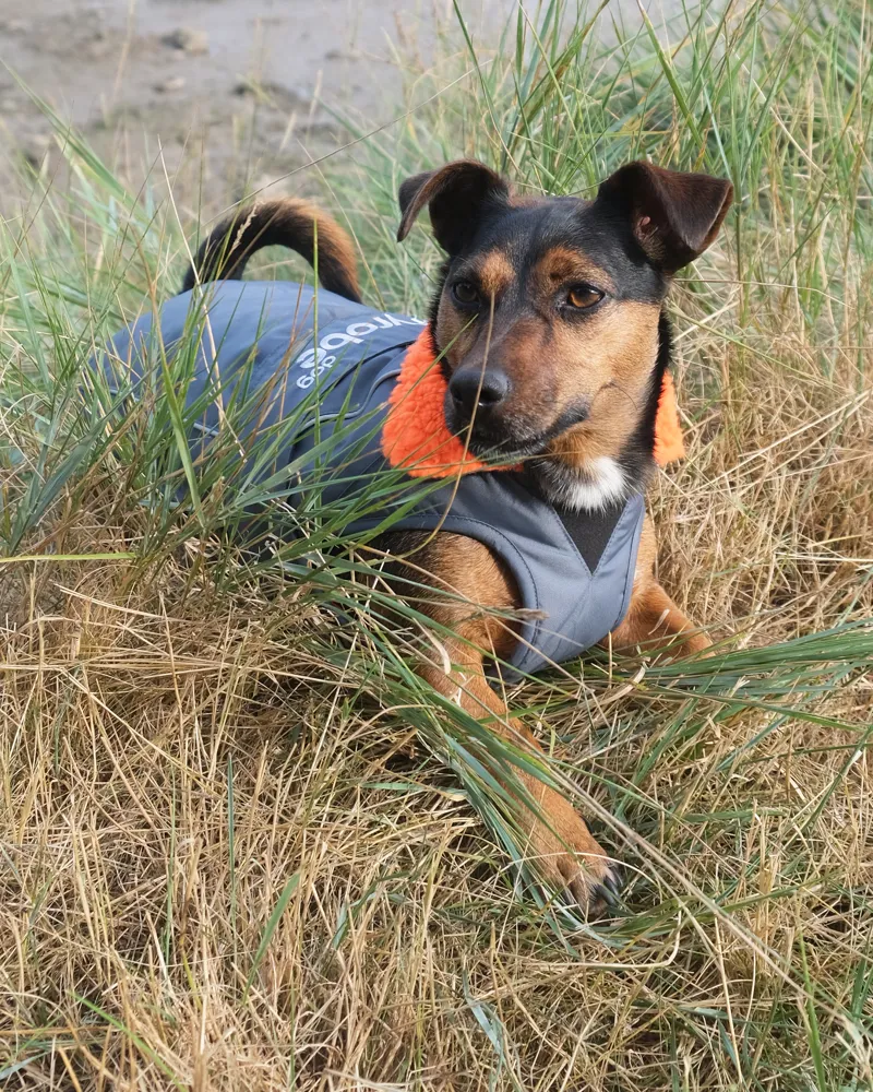 Dryrobe Dog Coat - Dark Grey/Orange-2