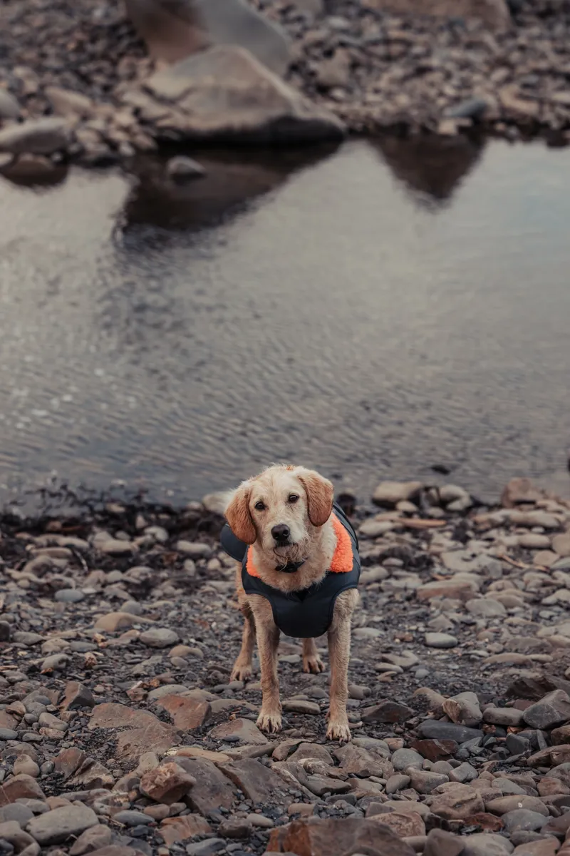 Dryrobe Dog Coat - Dark Grey/Orange-5